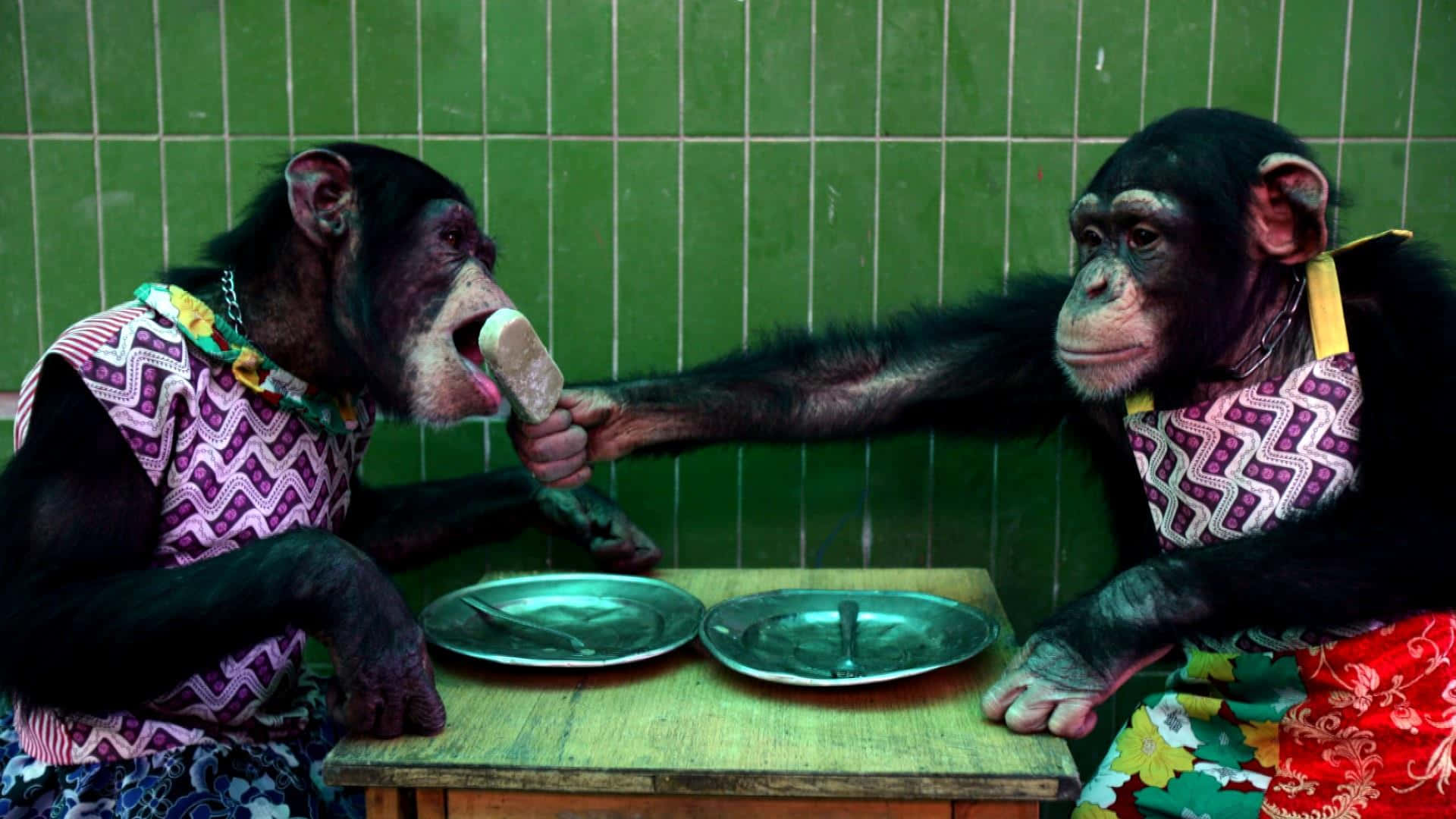 Billede af aber, der fodres ved bordet.