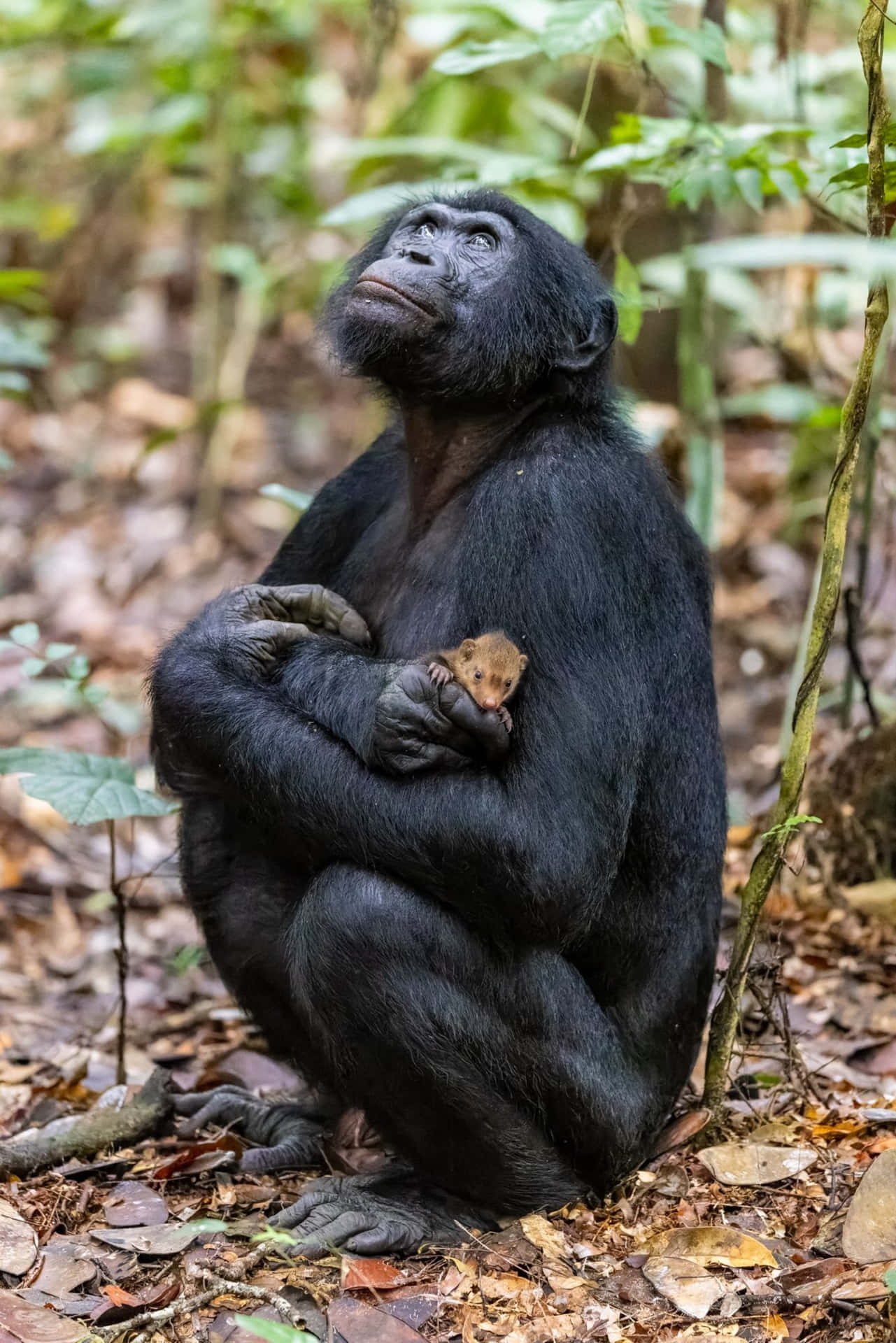 Imagende Un Mono Sentado Con Su Bebé