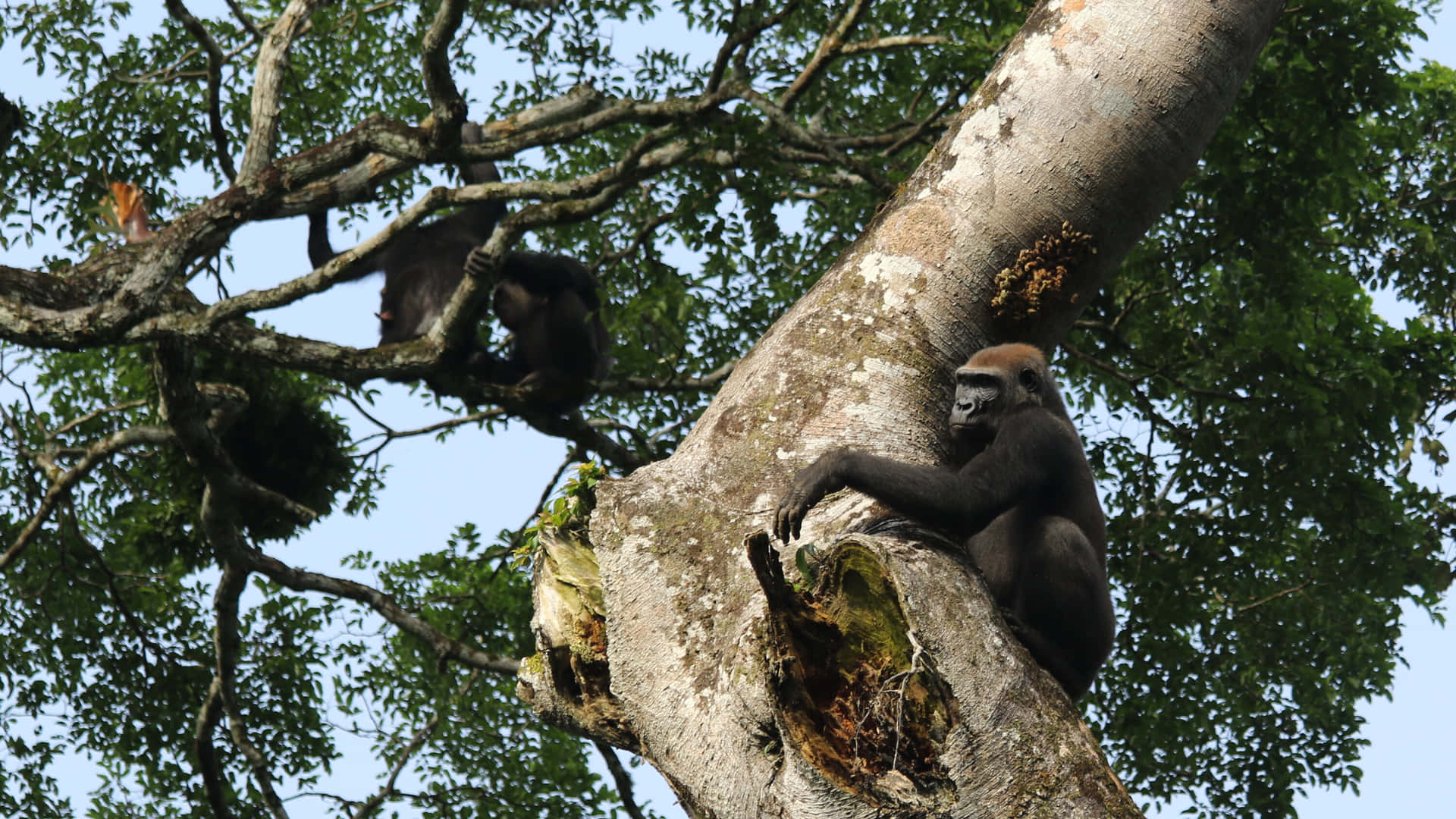 Ape Climbing On Tree Picture