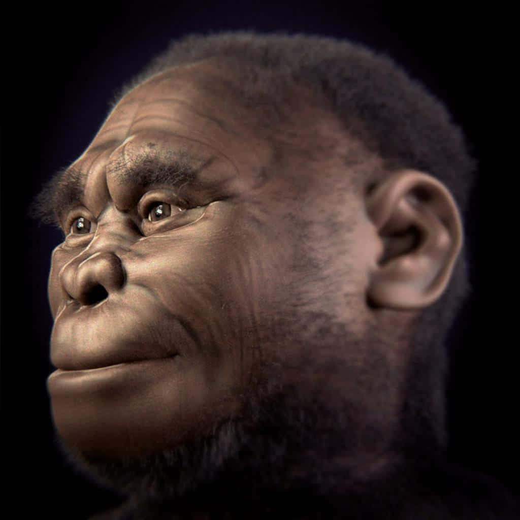 Model Ape Side Profile Picture