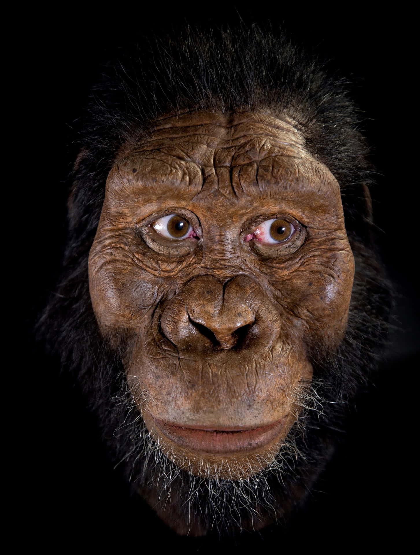 Weirds Ape Face In Dark Picture
