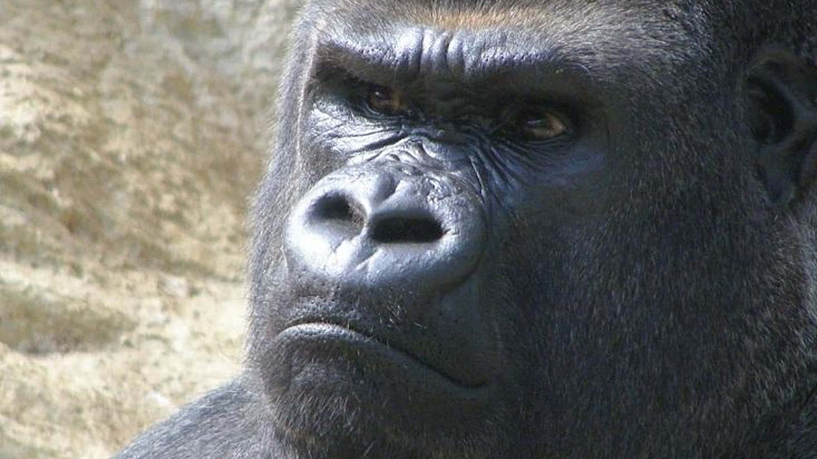 Close Up Staring Ape Picture