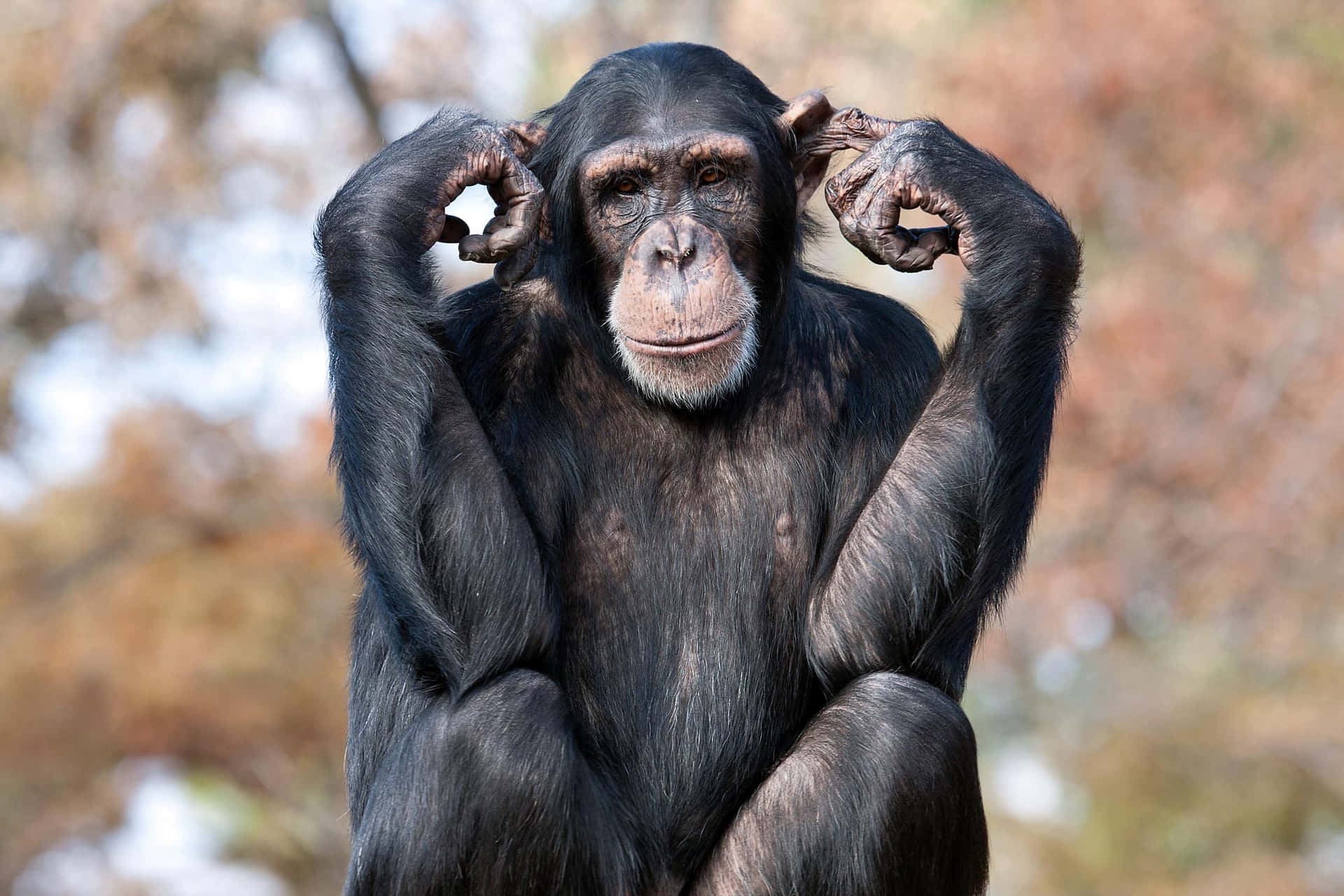 Black Ape Hand On Ears Picture
