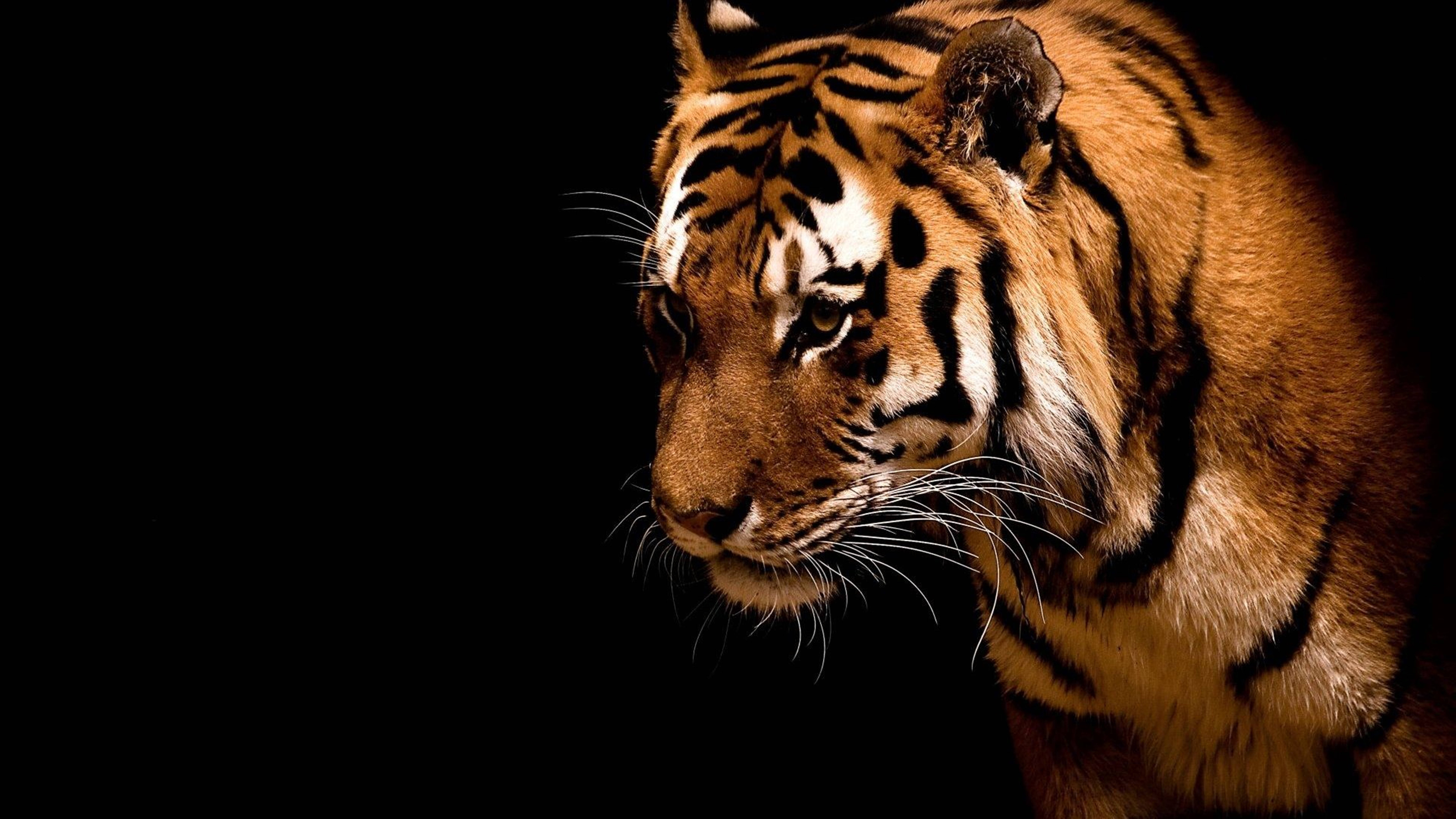 Apex Predator Animal 8K Tiger UHD Wallpaper