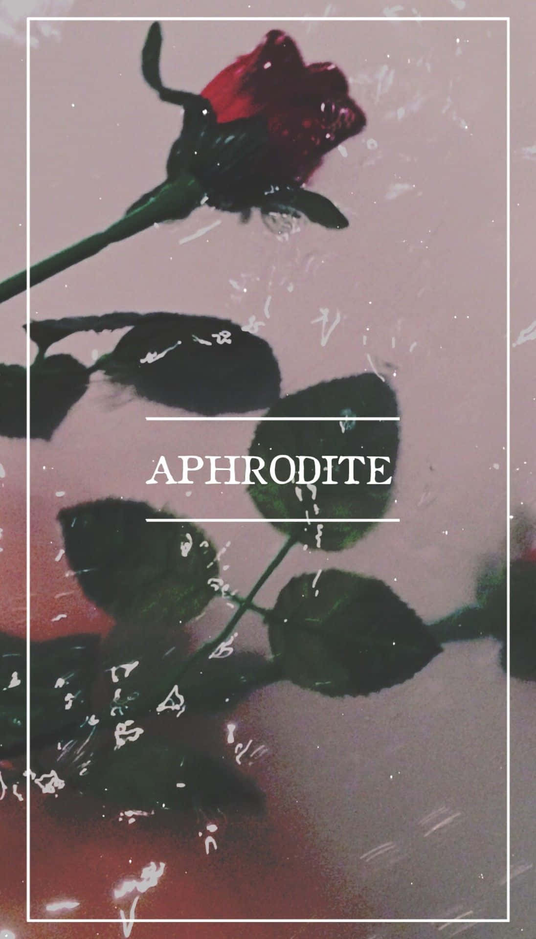 Aphrodite Rose Aesthetic Wallpaper