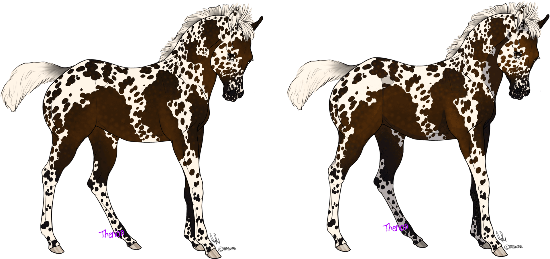 Appaloosa Foal Twin Illustration PNG