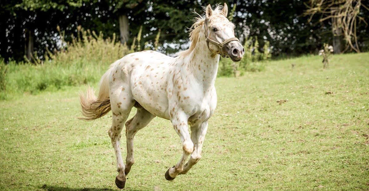 "One of the Most Colorful Horse Breeds - Appaloosa Horse"
