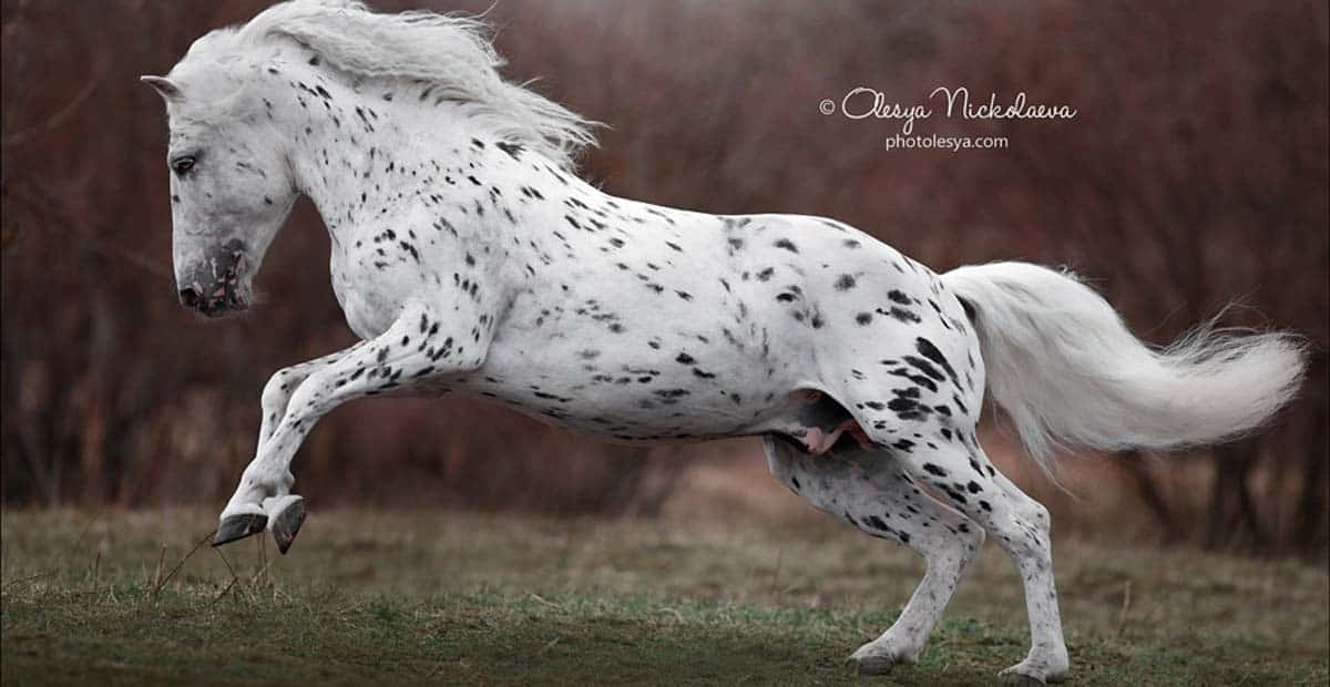 A close-up of Appaloosa Horse with its trademark leopard-spotted coat