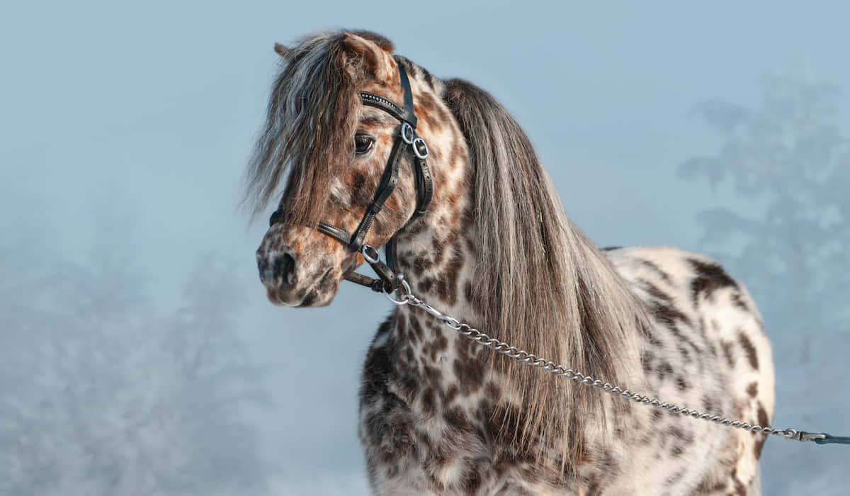 Enhäst Med Långt Hår Står I Snön.