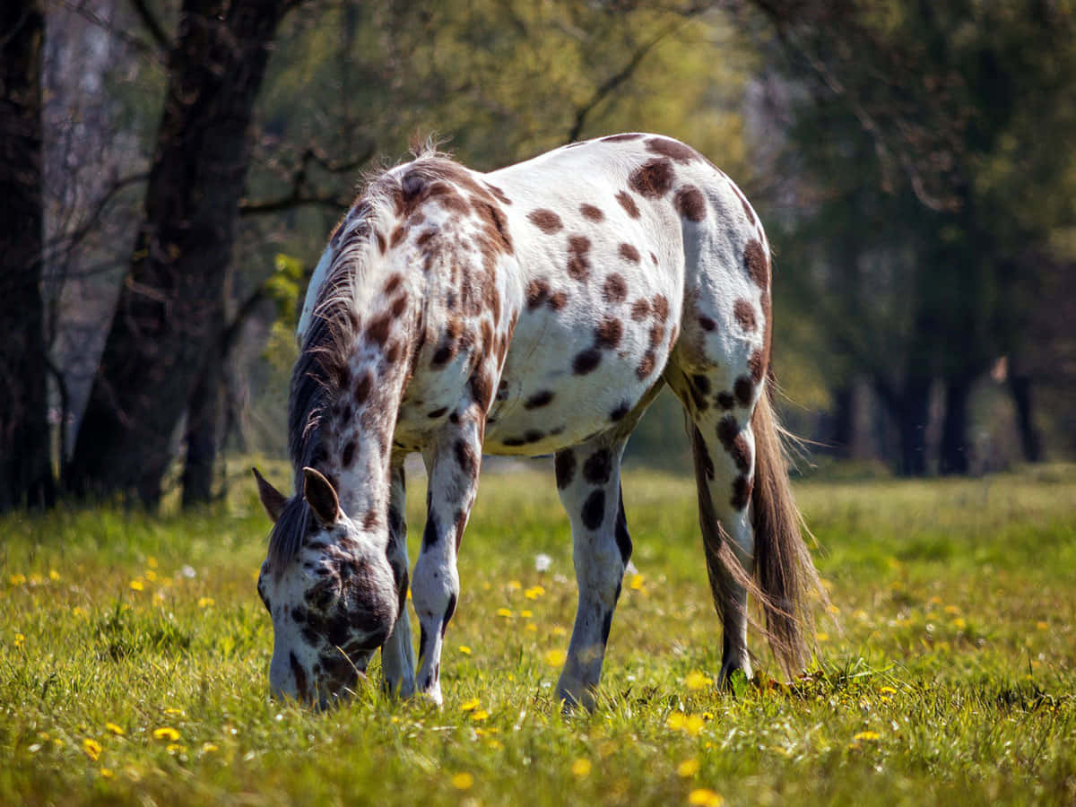 Gorgeous Appaloosa Horse Running Free