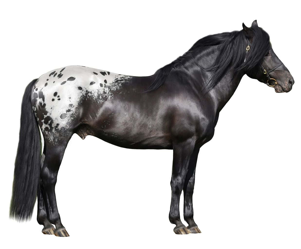 A Black And White Spotted Horse Standing On A White Background