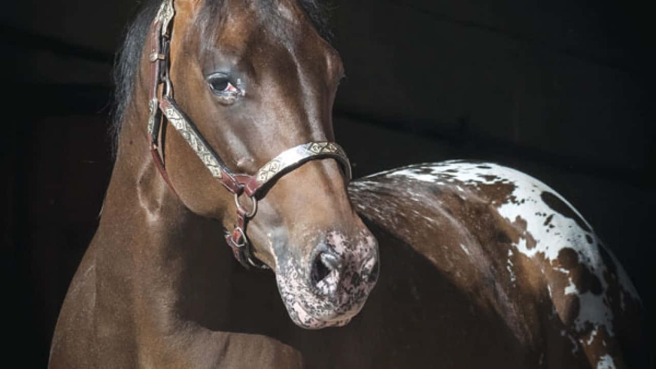 A Brown Horse With White Spots Standing In A Dark Barn