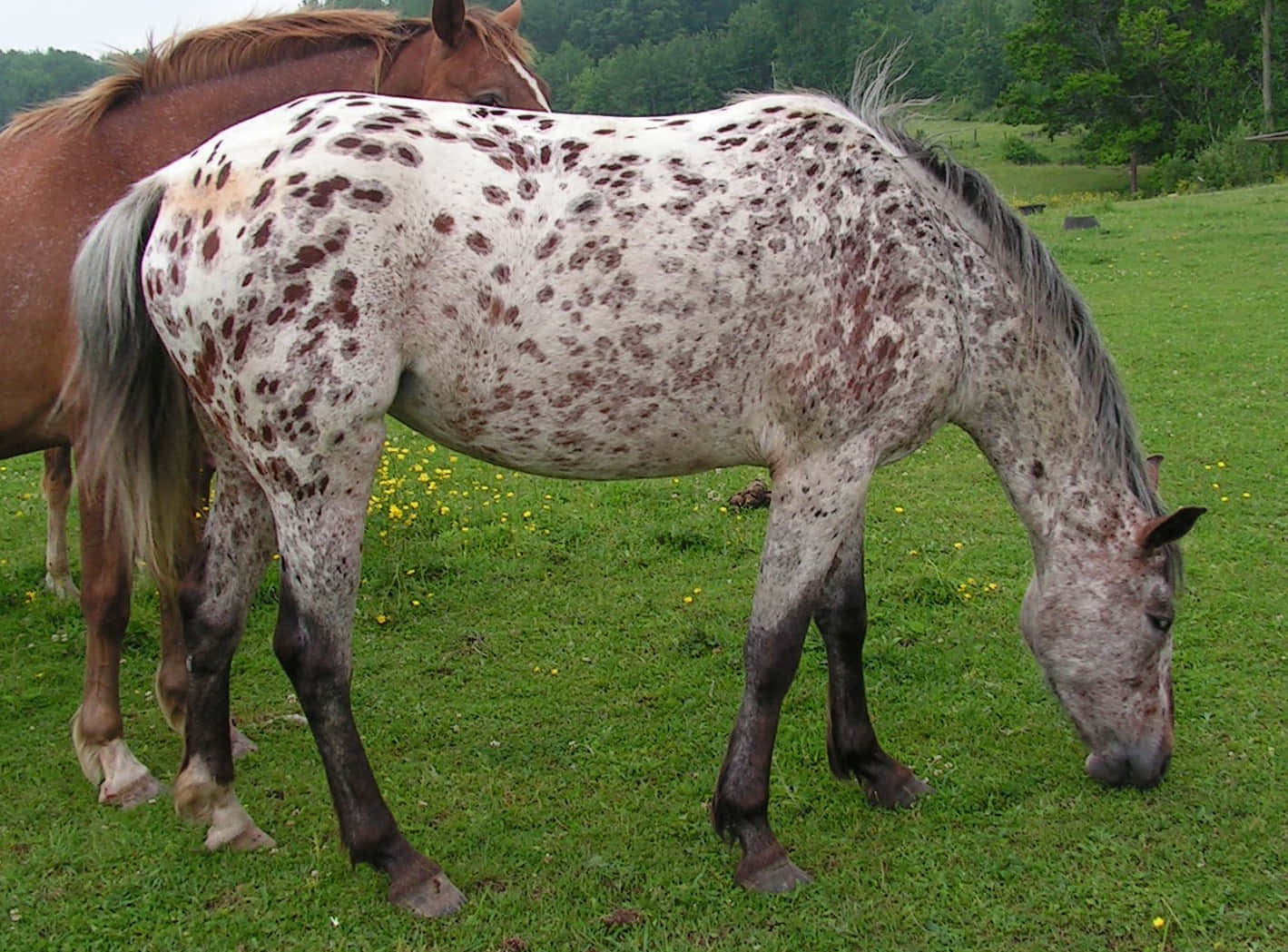An Appaloosa Horse stands gracefully in an open field