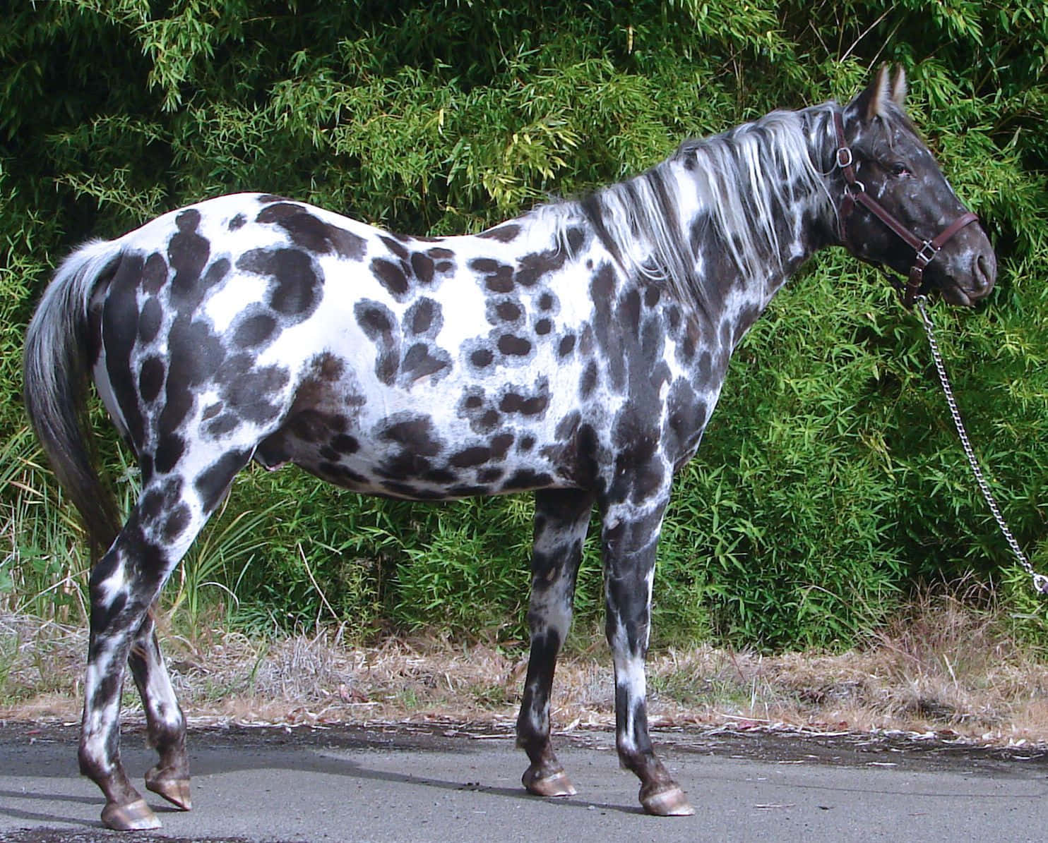 A Horse With Spots