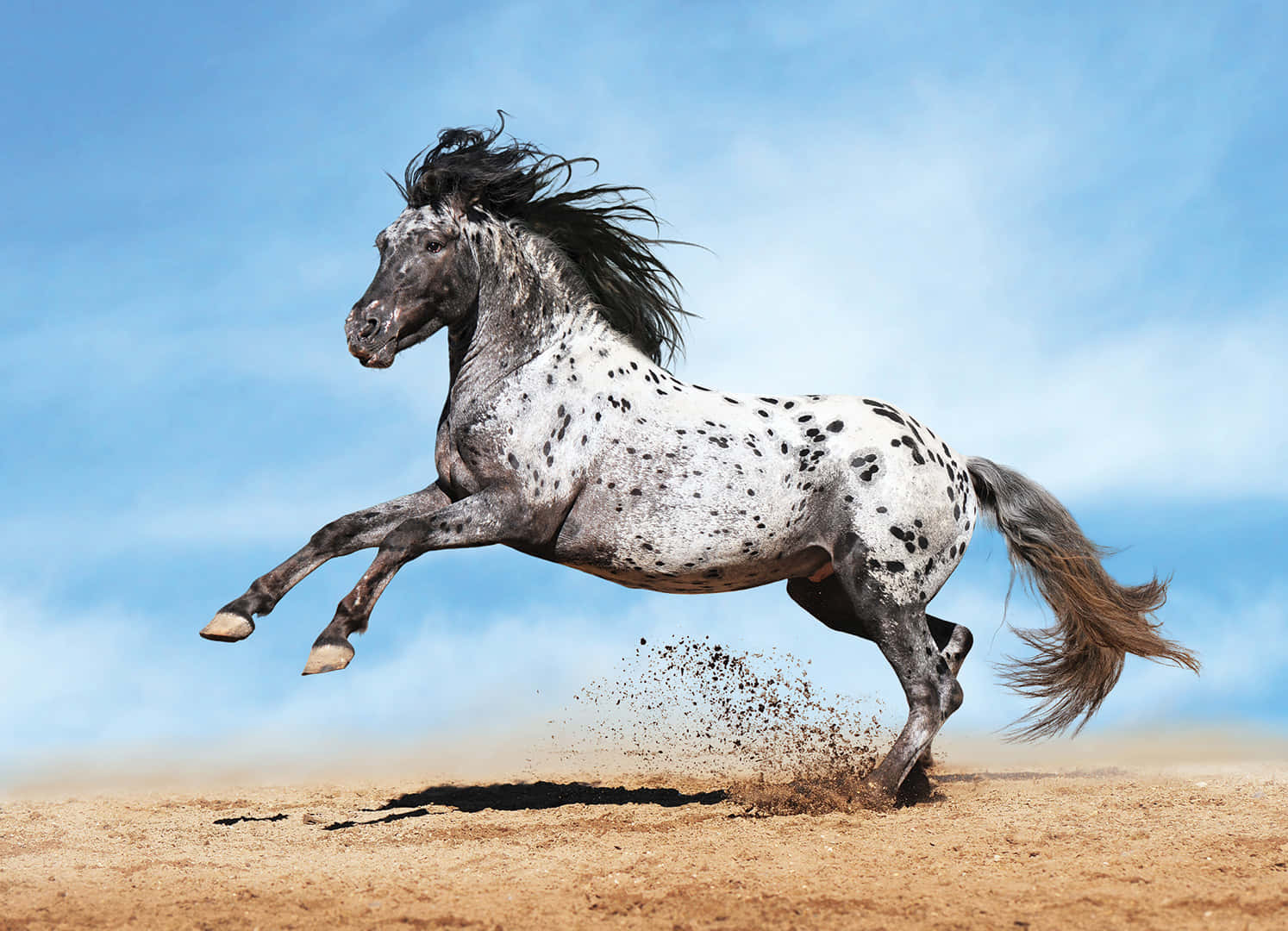 "Beautiful Appaloosa Horse Saddled Up and Ready to Ride"