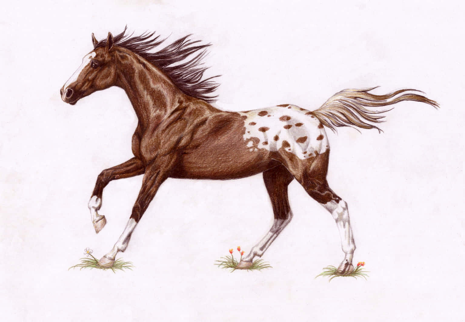 Envacker Appaloosa-hest I All Sin Prakt.