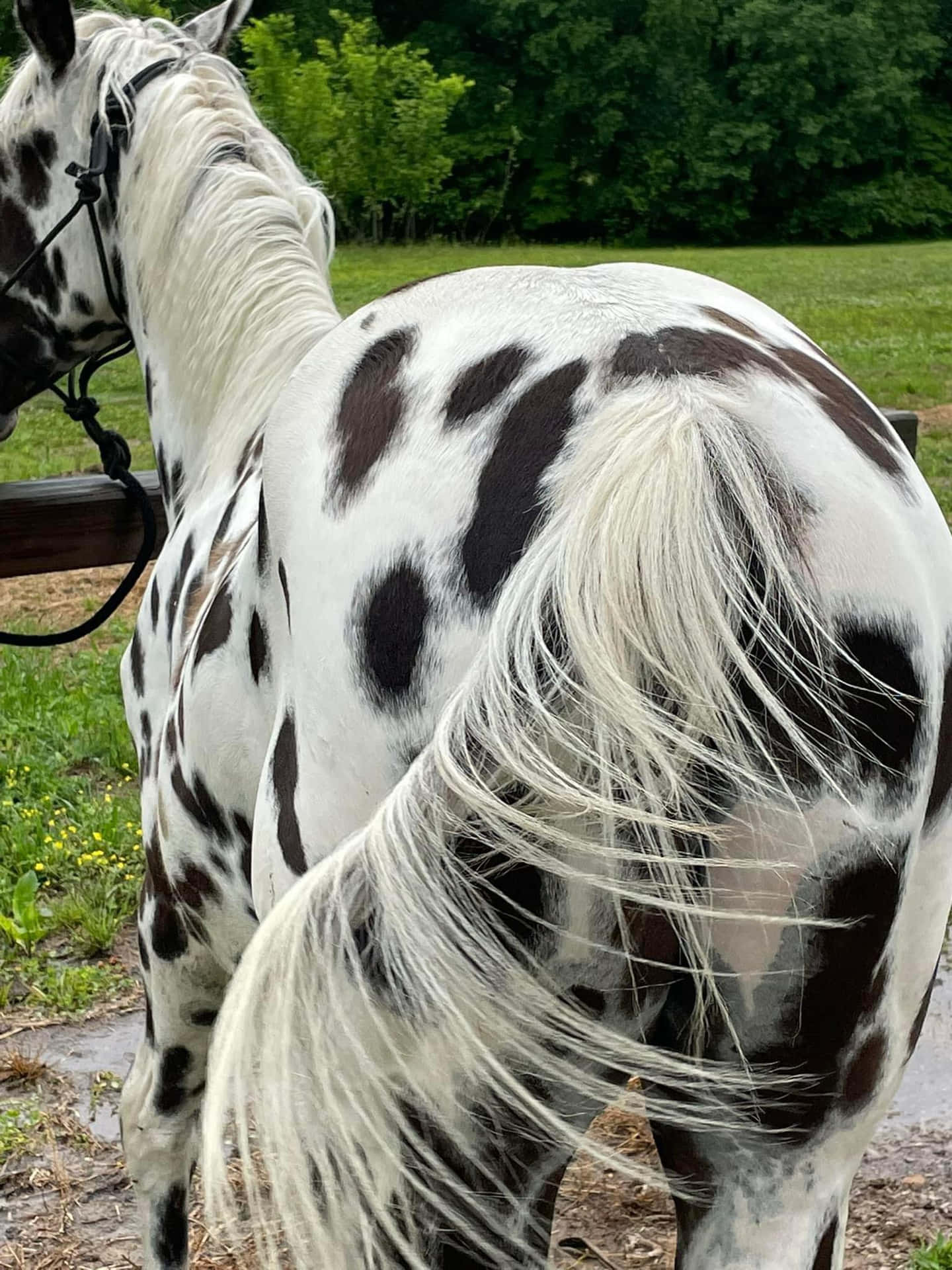 Appaloosa Horse Pictures 1536 X 2048