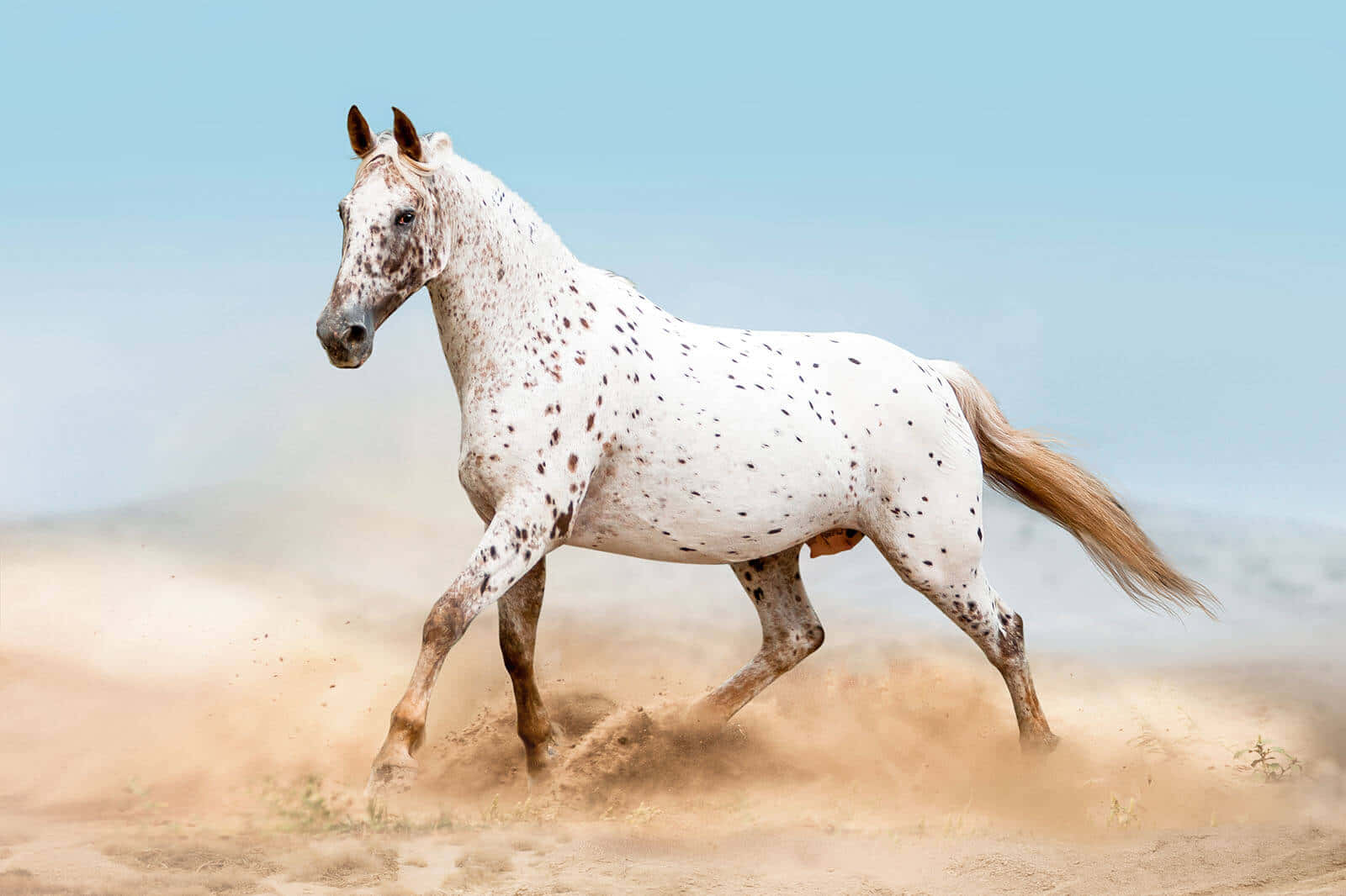 Uncavallo Bianco Che Corre Nel Deserto