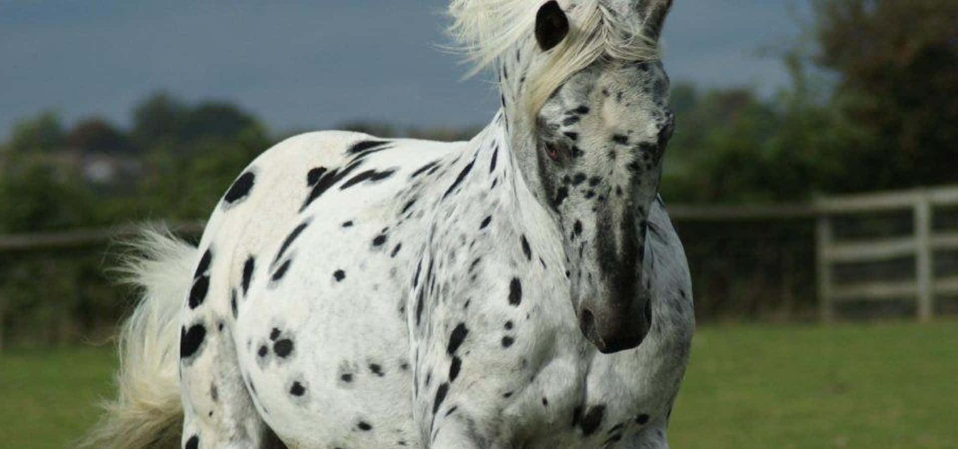 Beautiful Appaloosa Horse in Serene Meadow