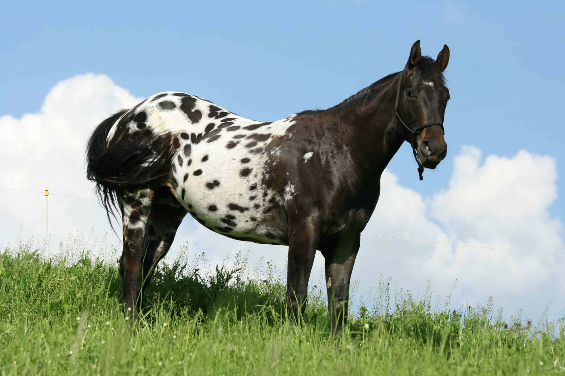 A Horse Standing In A Field