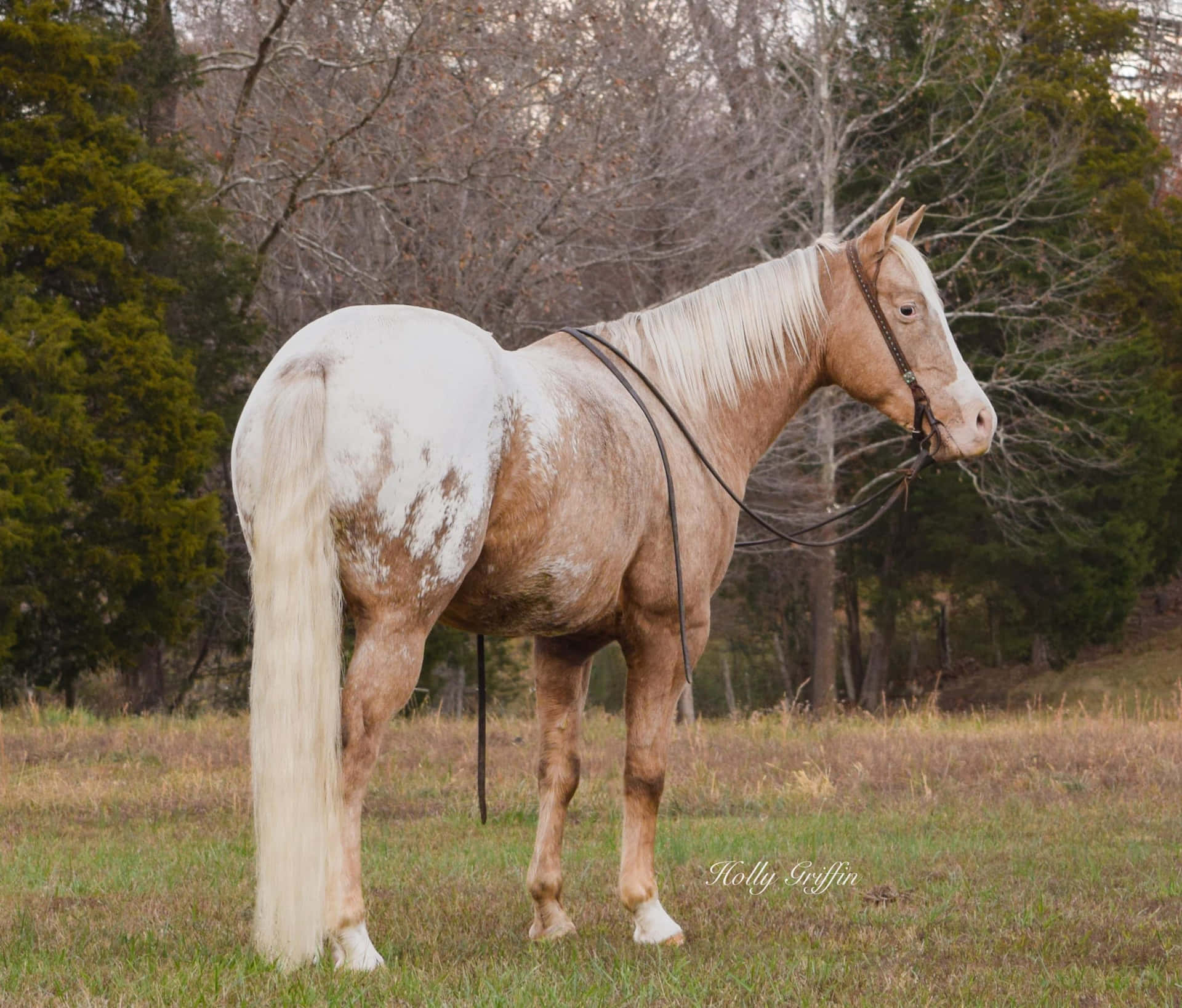 Enmajestätisk Appaloosa-häst Står Majestätiskt Vid Uppmärksamhet.