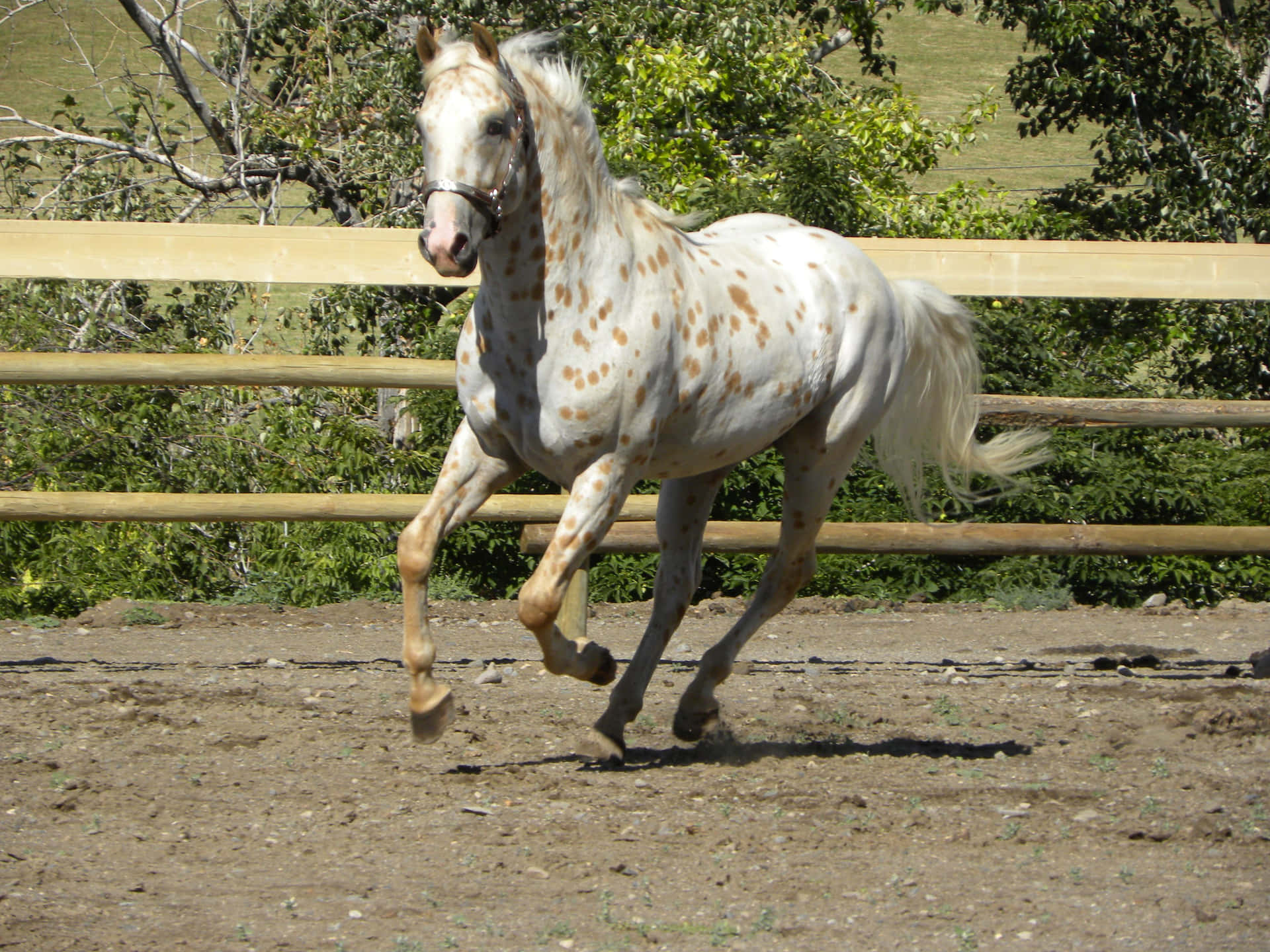 Appaloosa Horse Standing Strong