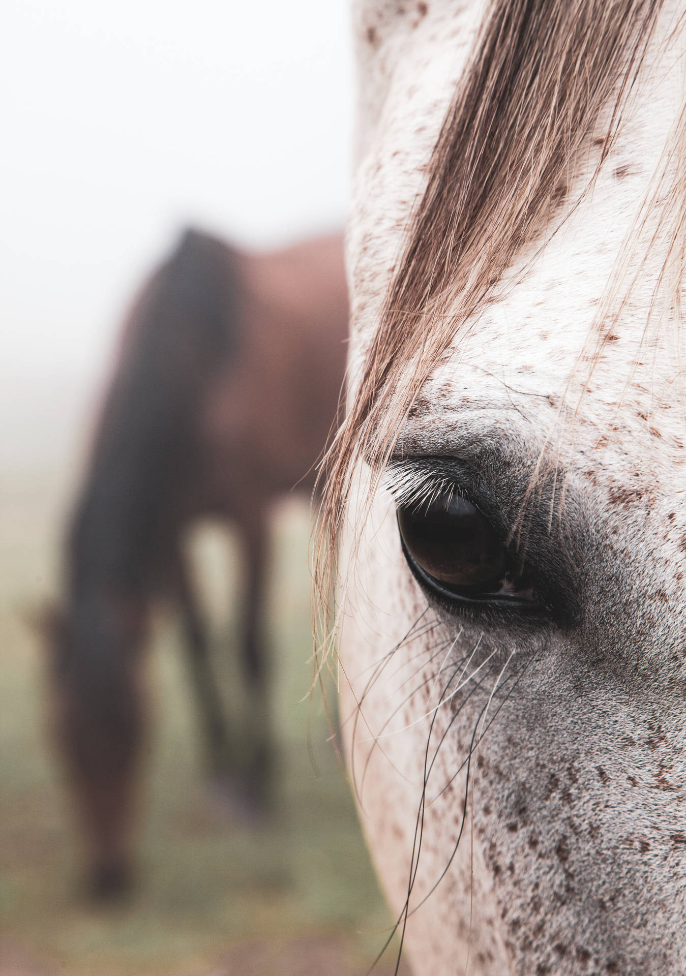 A Close Look Into the Intense, Brown Eye of an Appaloosa Horse Wallpaper
