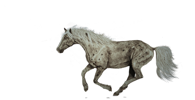 Appaloosa Horsein Motion PNG