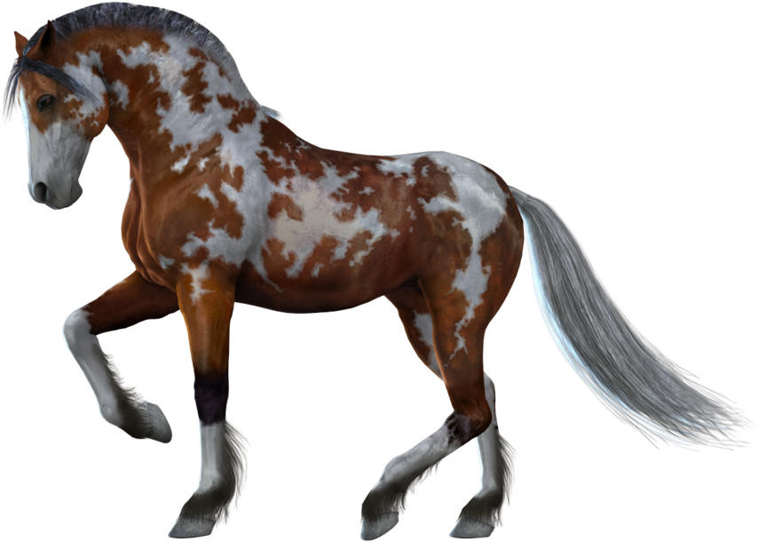 Appaloosa Horsein Stride PNG