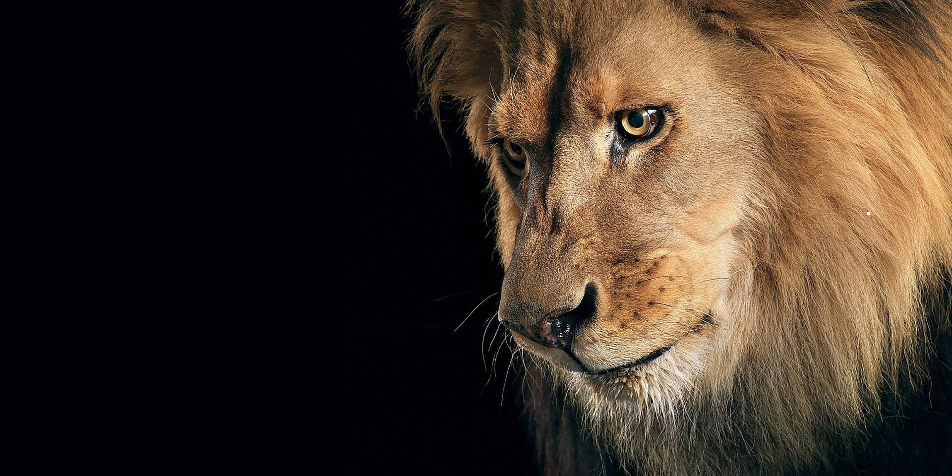 Appealing 3d Lion Background Picture