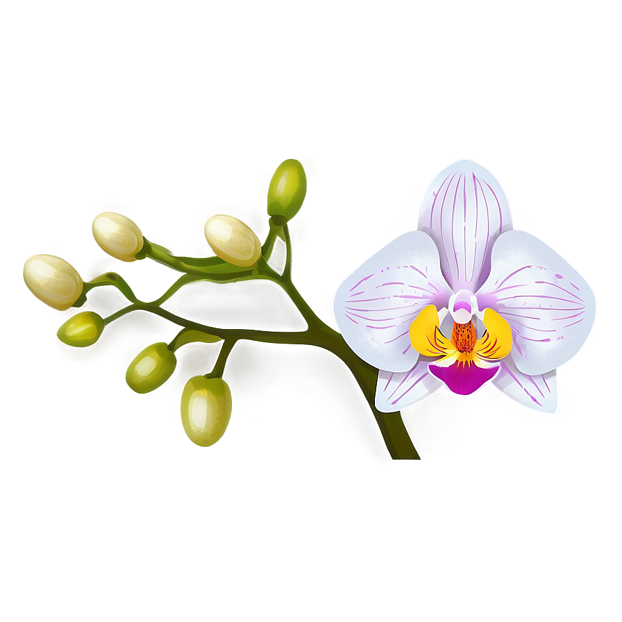 Appealing Orchid Illustration Png 06202024 PNG