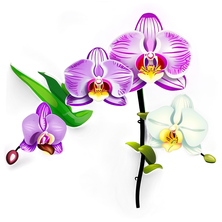 Appealing Orchid Illustration Png Ljj71 PNG