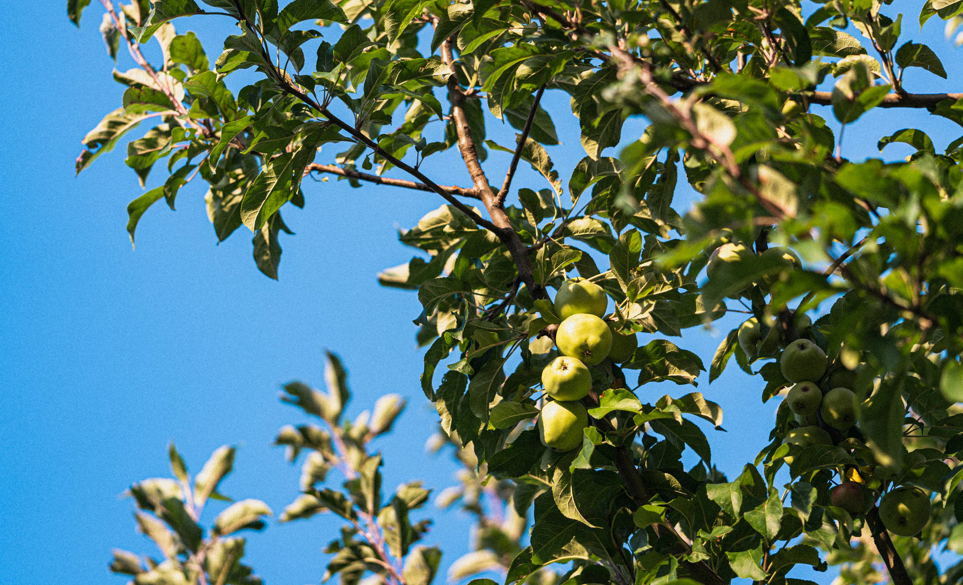 Apple Fruits With Leaves On Tree Wallpaper