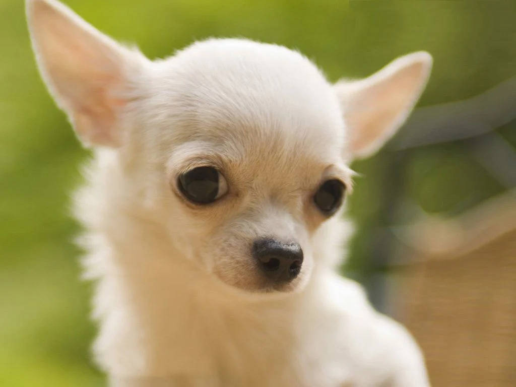 Apple Head White Chihuahua Puppy Dog Wallpaper