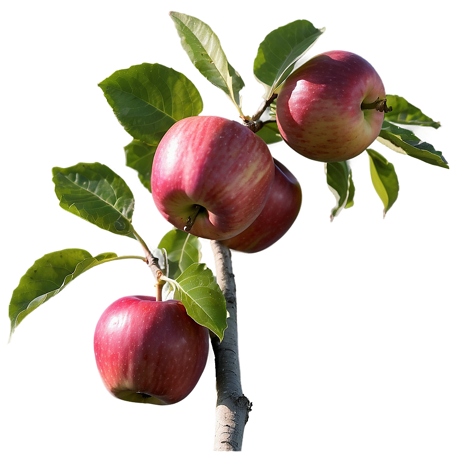 Apple Orchard Pick Png 47 PNG