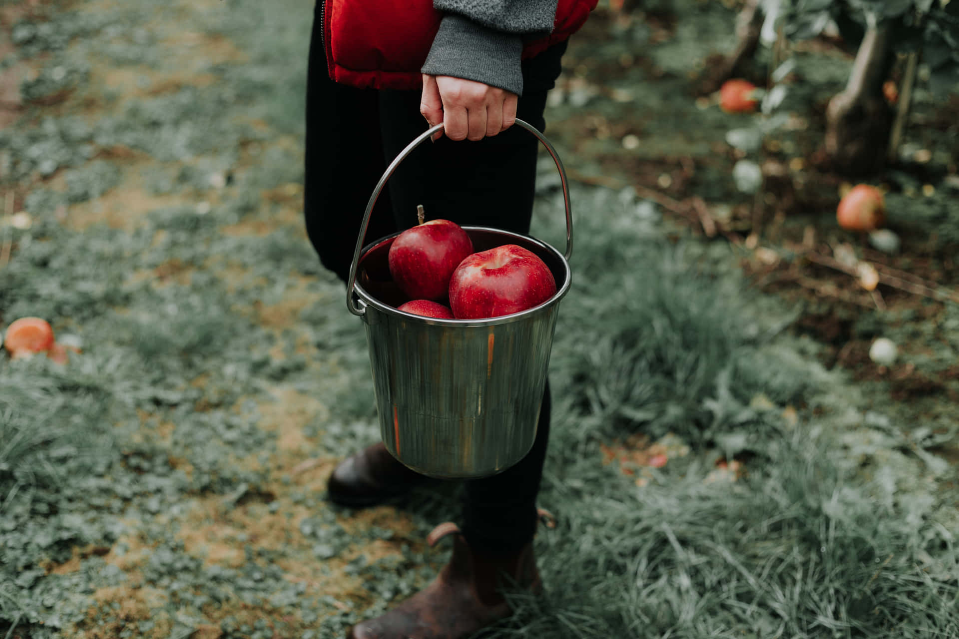 Apple Picking in Autumn Wallpaper