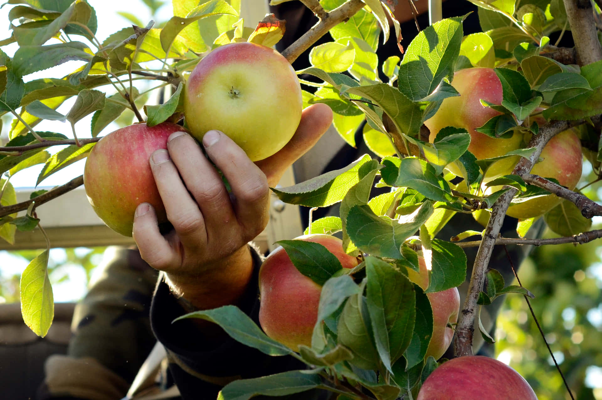 Apple Pickingin Orchard Wallpaper