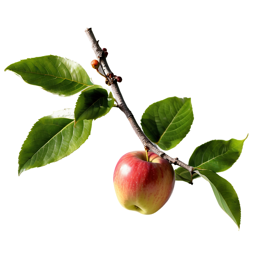 Apple Tree Branch Png 64 PNG