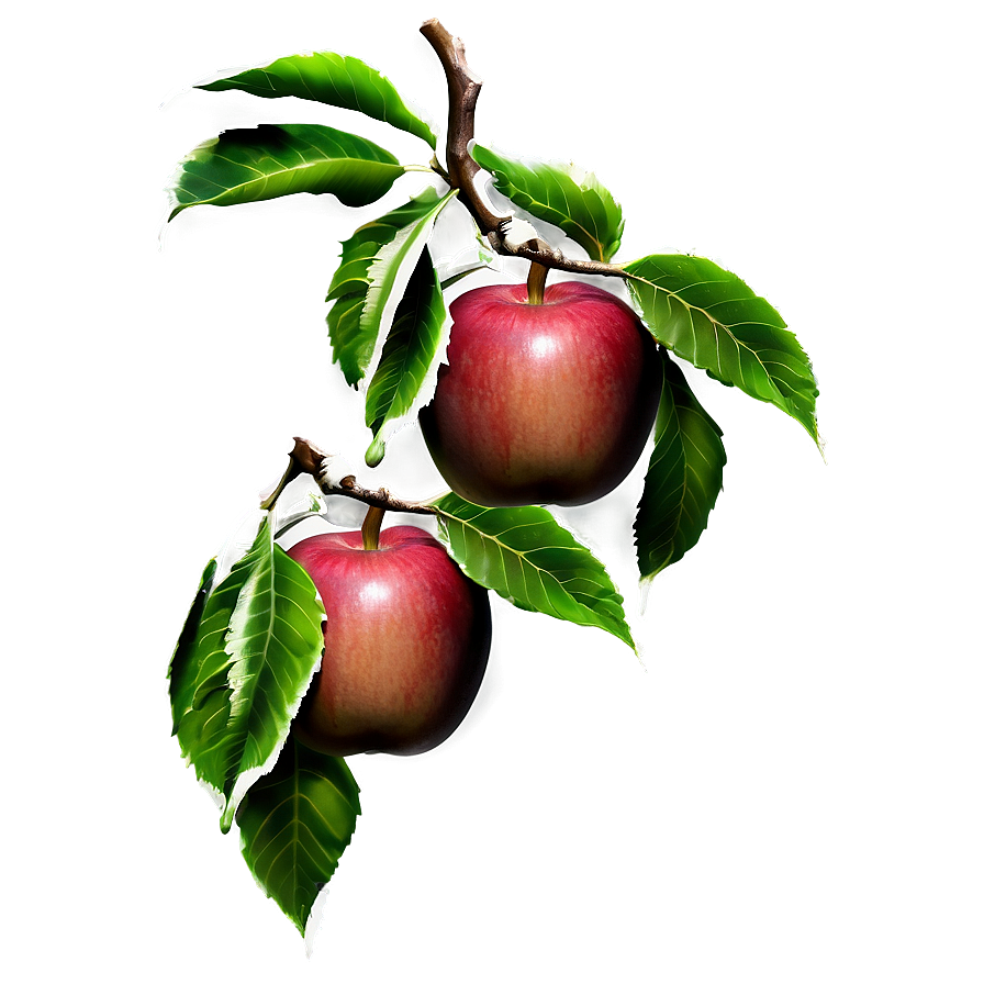 Apple Tree Branch Png 93 PNG