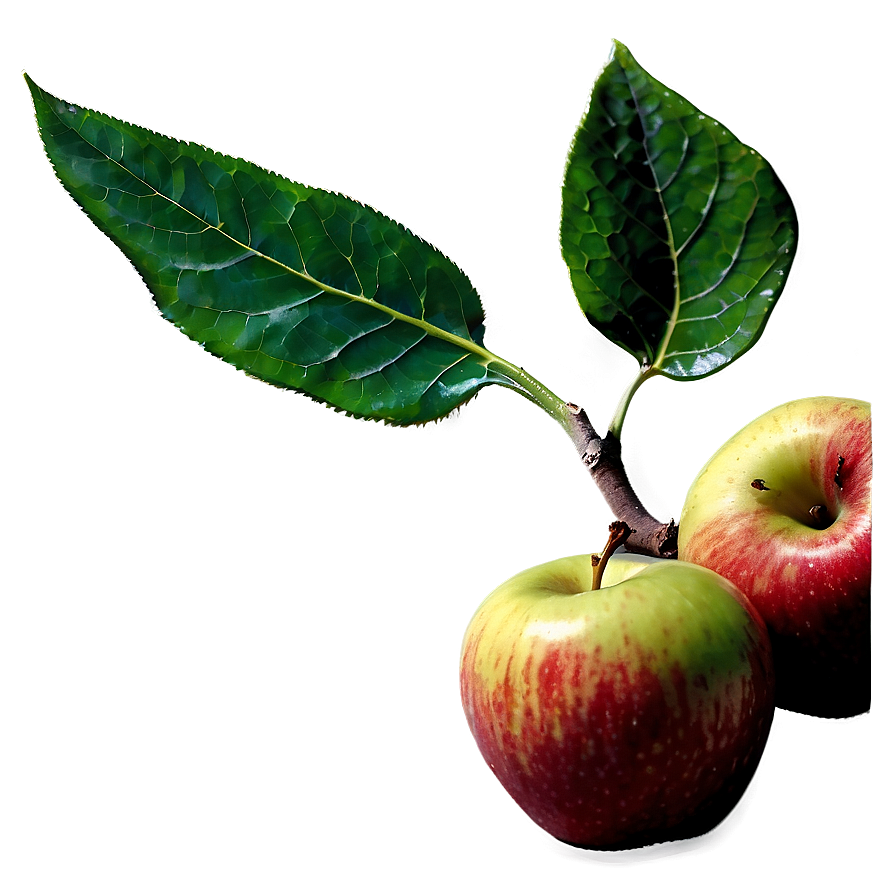 Apple With Leaf Png 06132024 PNG