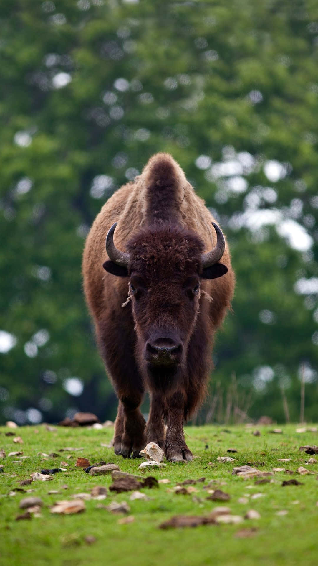 Naderende Bison In Grasveld Achtergrond