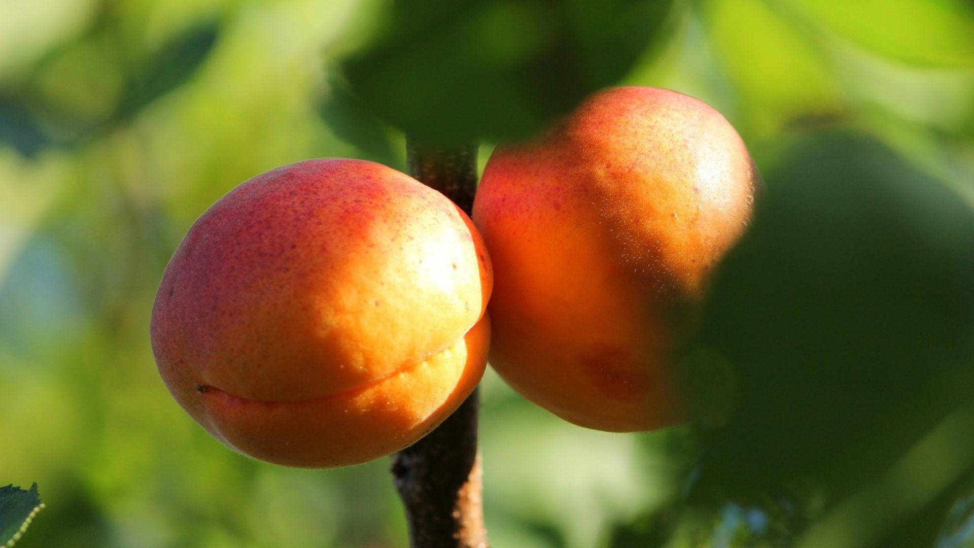 Aprikosfrukterpå Träd. Wallpaper