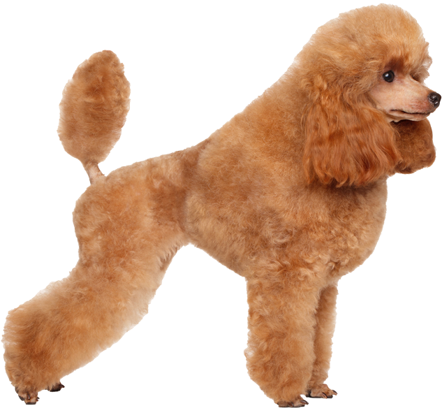 Apricot Poodle Standing Profile SVG