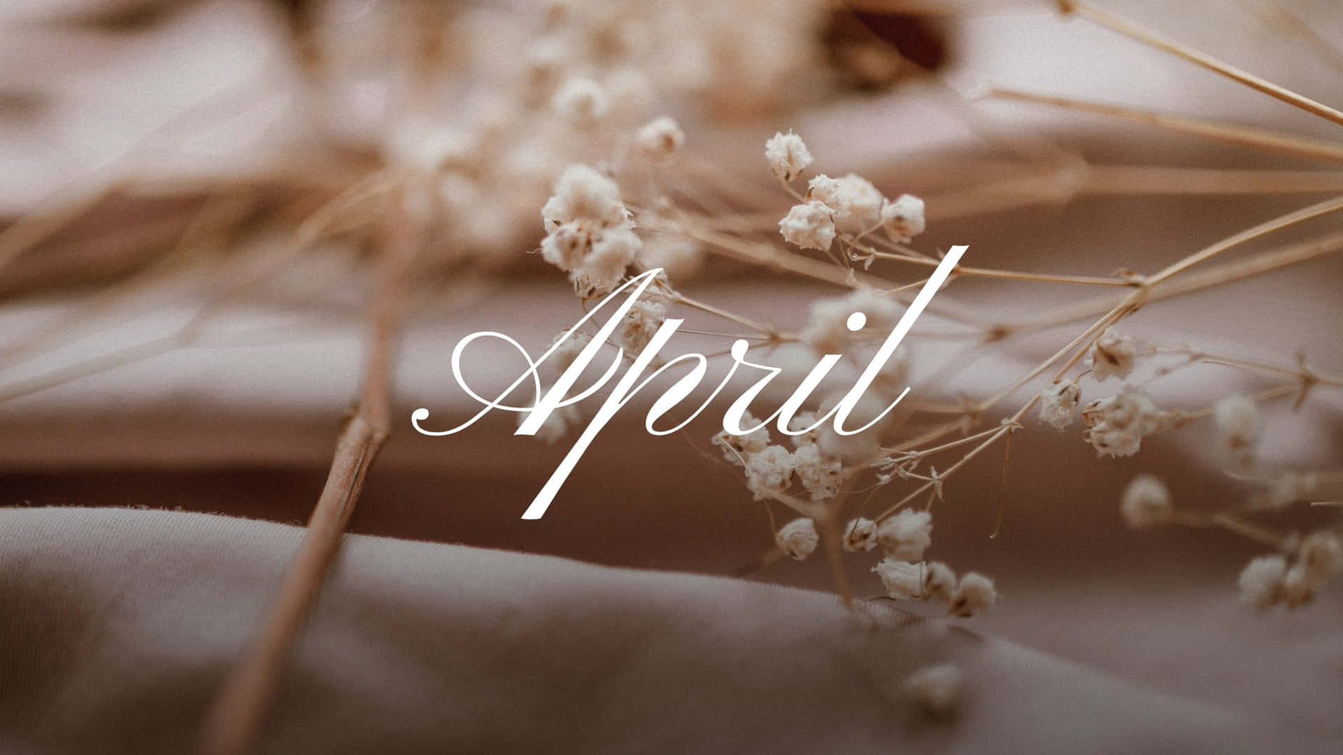 April Aesthetic Dried Flowers Wallpaper