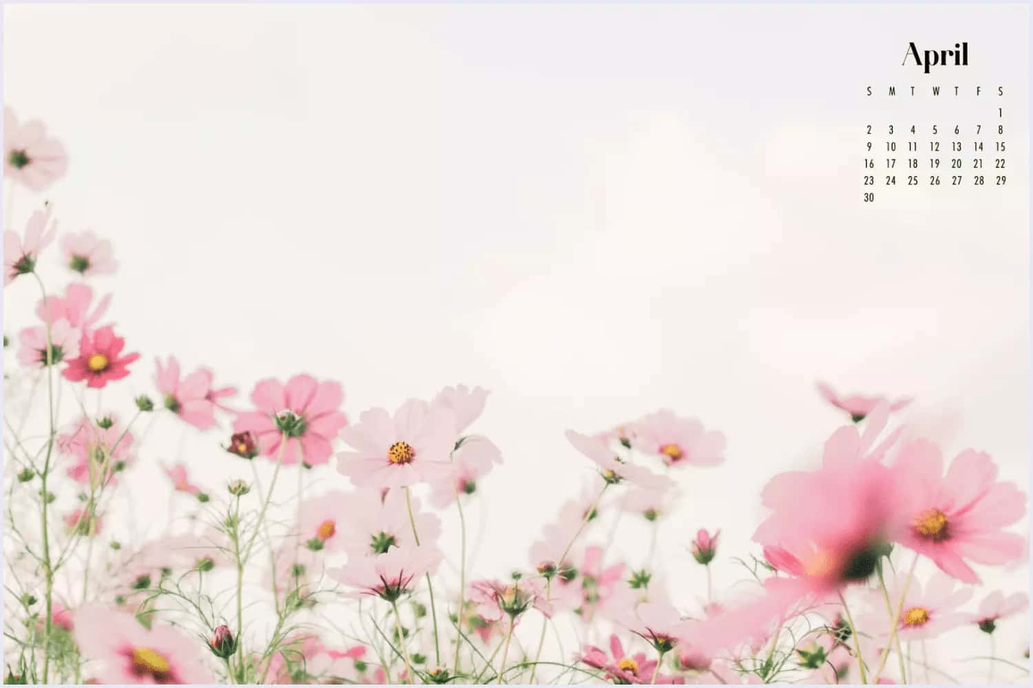 April Calendarwith Pink Flowers Wallpaper