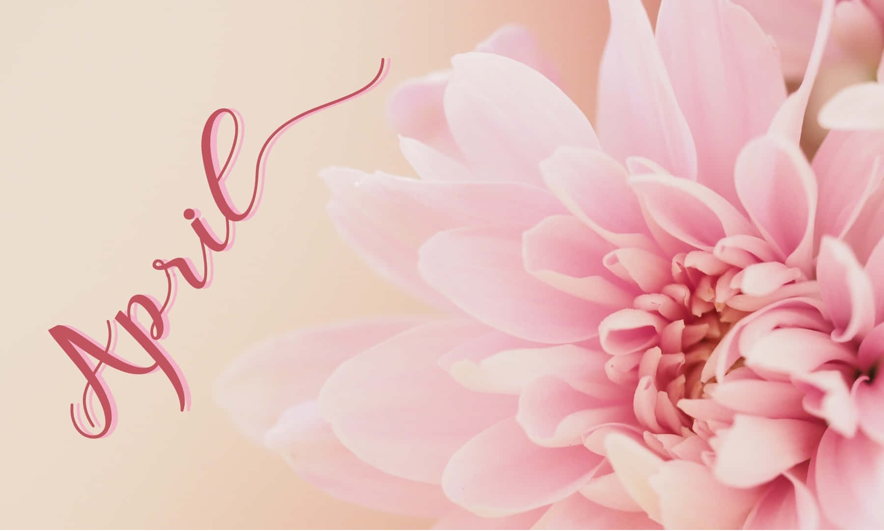 April Pink Flower Desktop Background Wallpaper