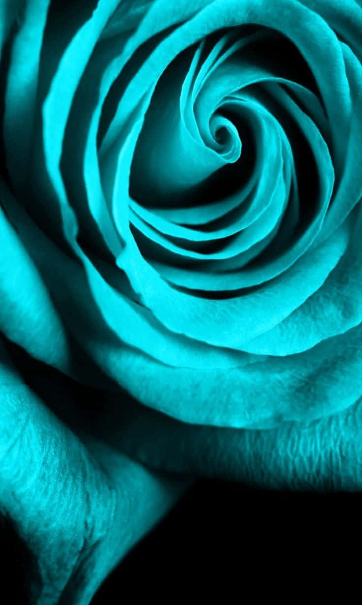 Aqua Rose Close Up Wallpaper