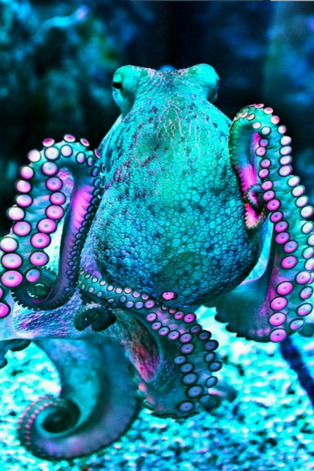 Aquamarine & Neon Violet Octopus Wallpaper