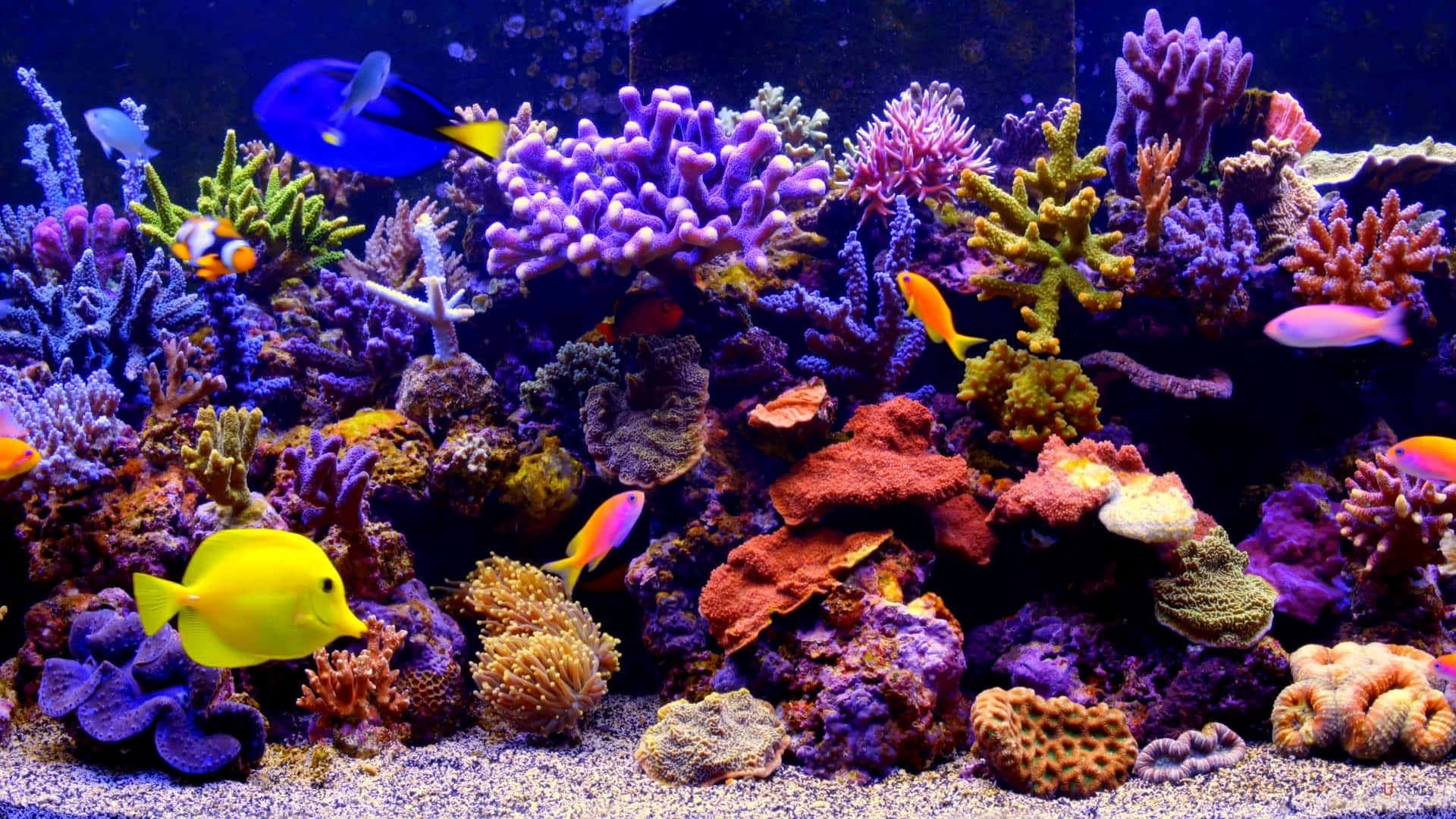 Glistening Fish Explore a Colored Aquarium