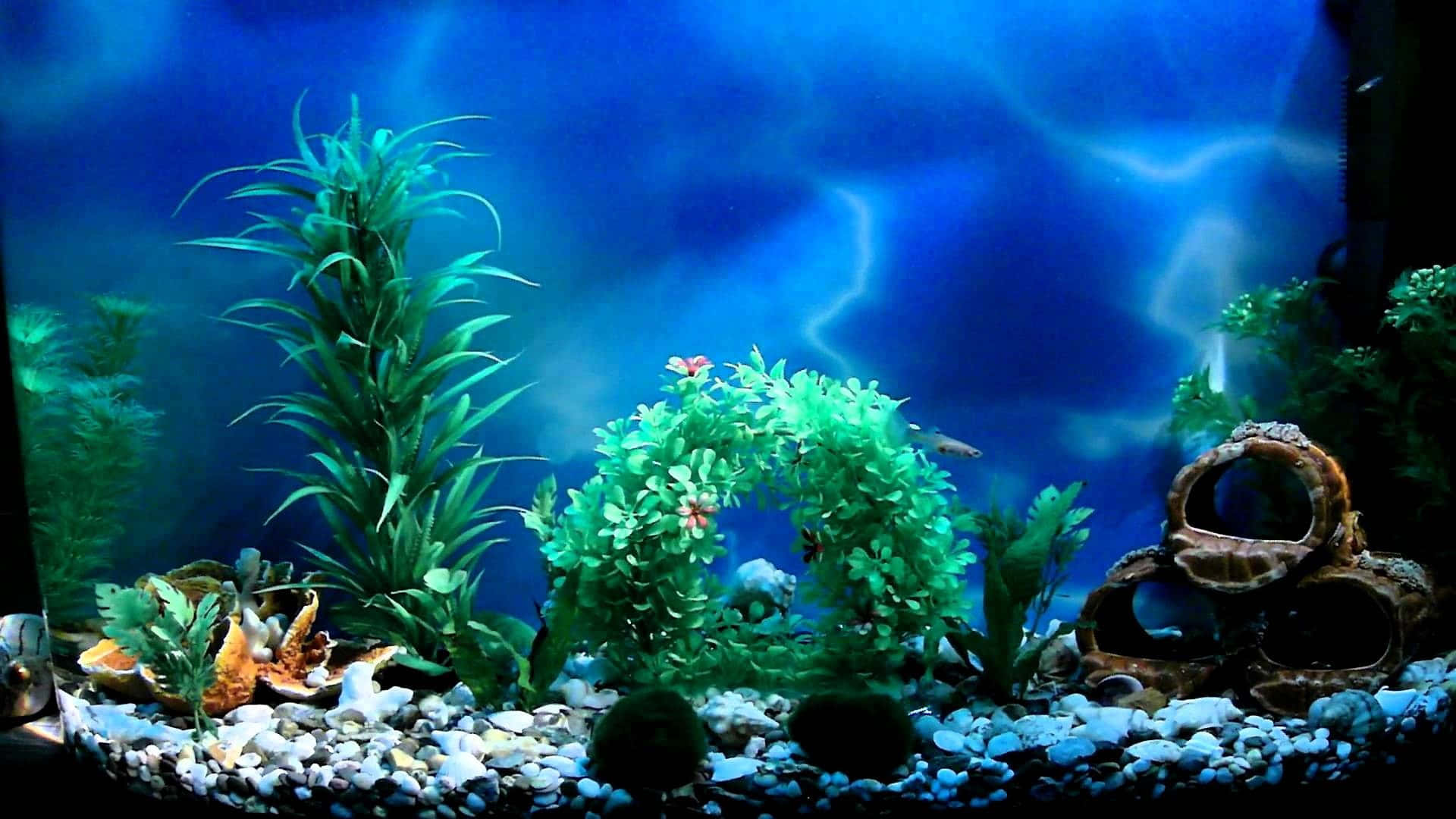 Entdeckeeine Faszinierende Unterwasserwelt In Diesem Beeindruckenden Aquarium